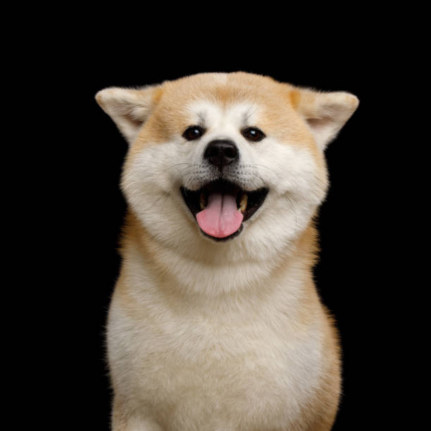 istock Akita Inu Dog isolated on Black Background 1006446502