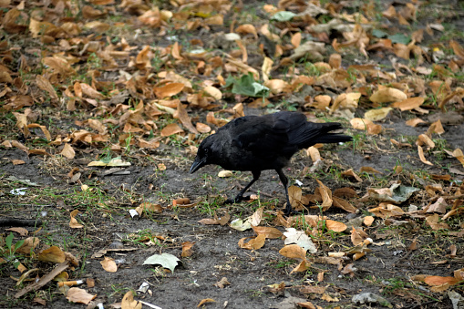 The large adult black carrion-crow with sharp black beak and bright eye hunting in the grass on park smoking place