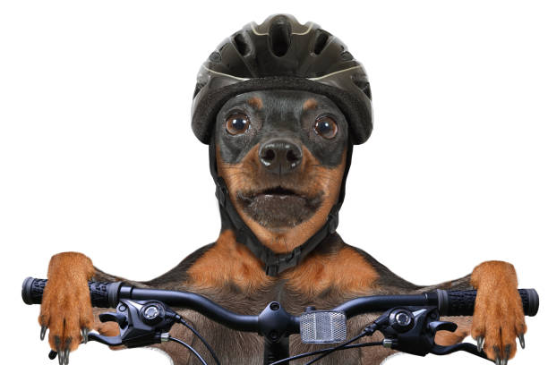 Miniature Pinscher dog cyclist stock photo