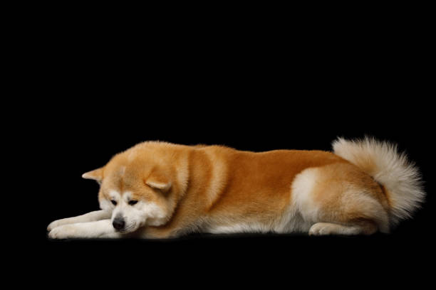 Akita Inu Dog Lying on Isolated Black Background, side view