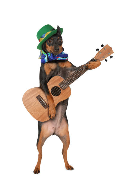 istock Miniature Pinscher dog with a guitar and a hat 1006448616