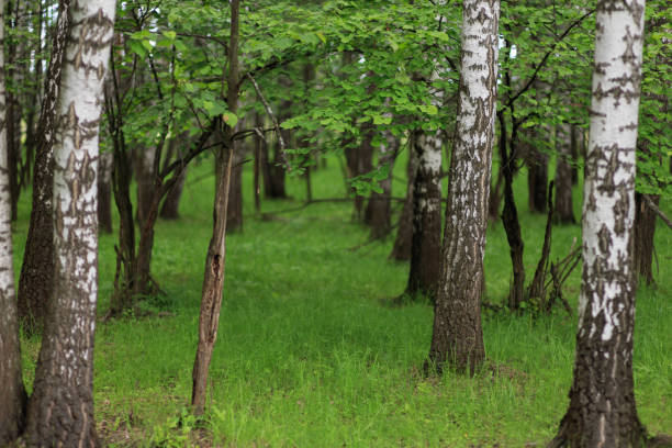 Moscow region. National Park \
