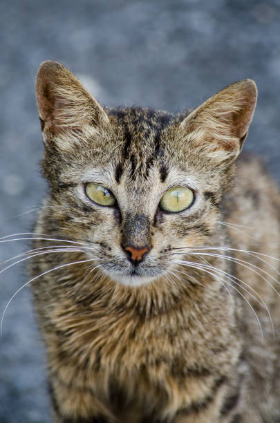 istock Look cross-eyed Cat 1006452190