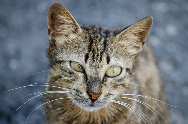 istock Look cross-eyed Cat 1006452198