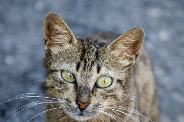 Look cross-eyed Cat