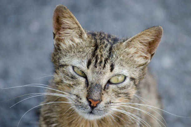 istock Look cross-eyed Cat 1006452212