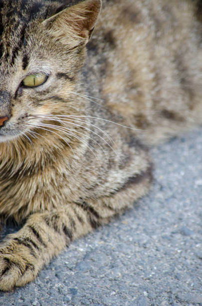 istock Look cross-eyed Cat 1006452256