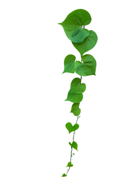 istock Heart shaped green leaf vines isolated on white background, clipping path included. 1006452882