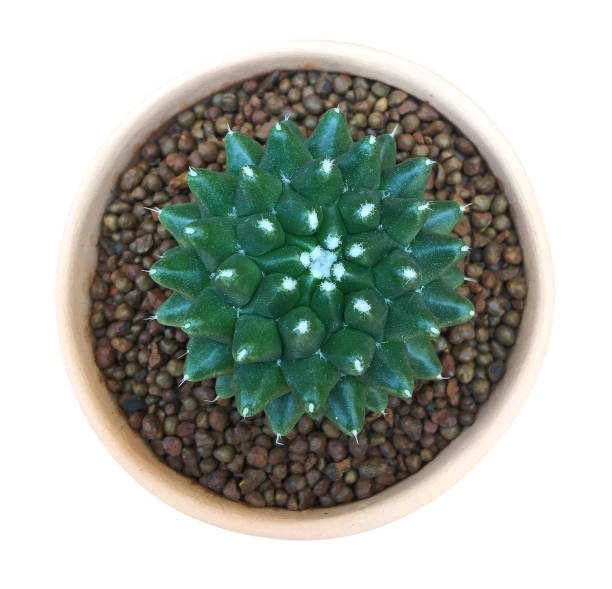istock Cactus plant in clay pot top view isolated on white background, clipping path included 1006452900