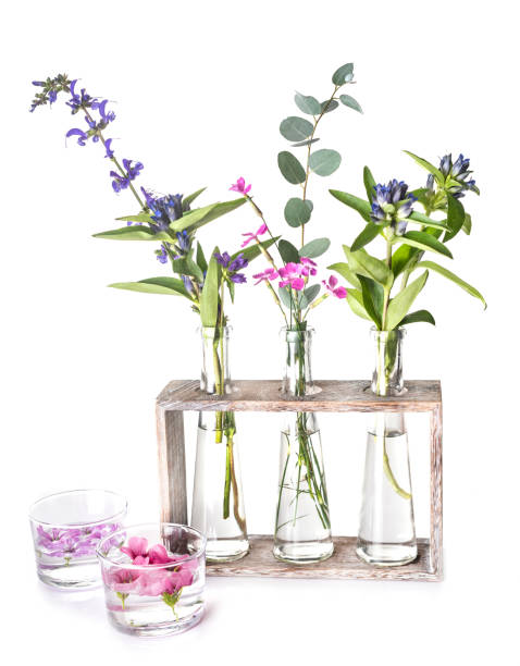 istock plants in test tube 1006455664