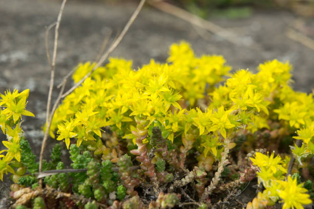 黄色の花のマンネングサ - acco ストックフォトと画像