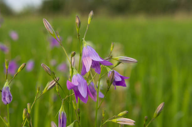 Beautiful close up of blue, purple flower in summer meadow