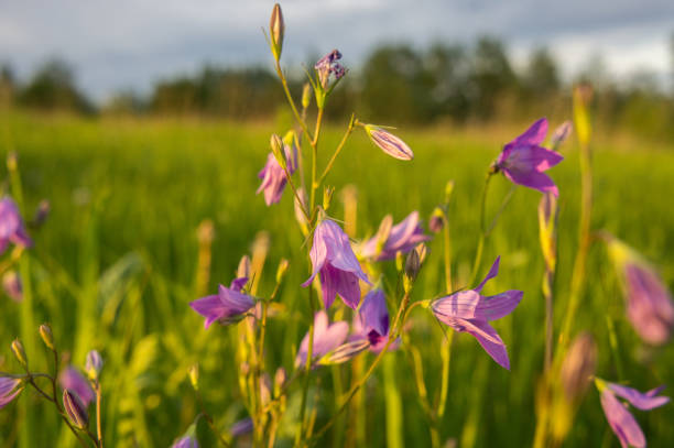 Vibrant blue harebell (Campanula rotundifolia) flowers blooming among tall grasses in a wild summer meadow, creating a natural textured background with copy space. Perfect for ecology, wildflower, and countryside themes.
