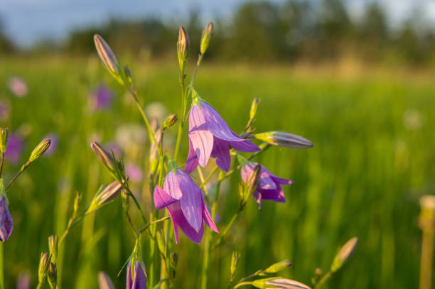 istock Bluebells on the field at sunset. 1006455930