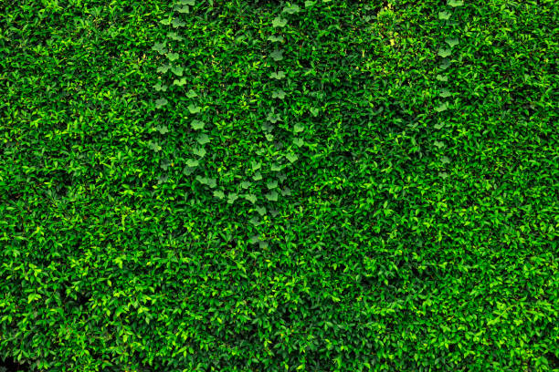 istock Backdrop of green leaves natural wall. 1006456172