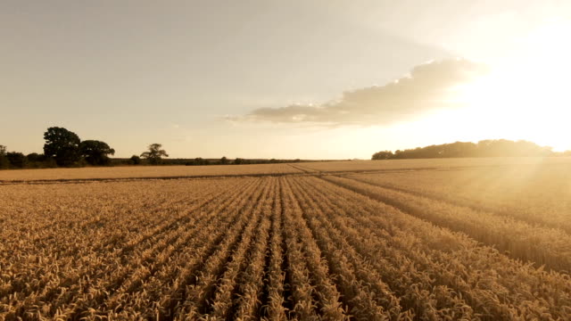 Golden Fields