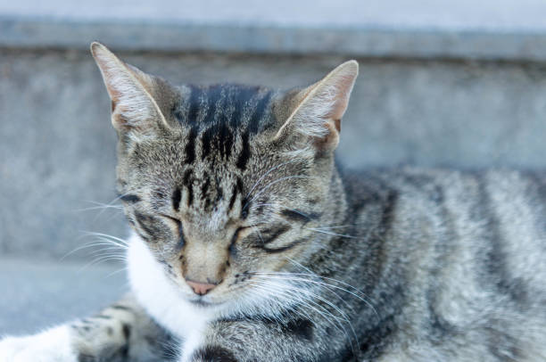 istock A stray cat outdoors 1006459122