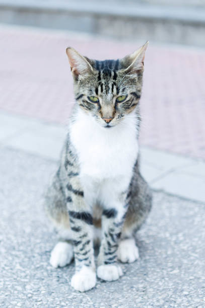 istock A stray cat outdoors 1006459144