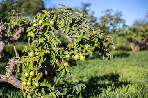 Guava Tree with green fruit growing in a farm orchard
