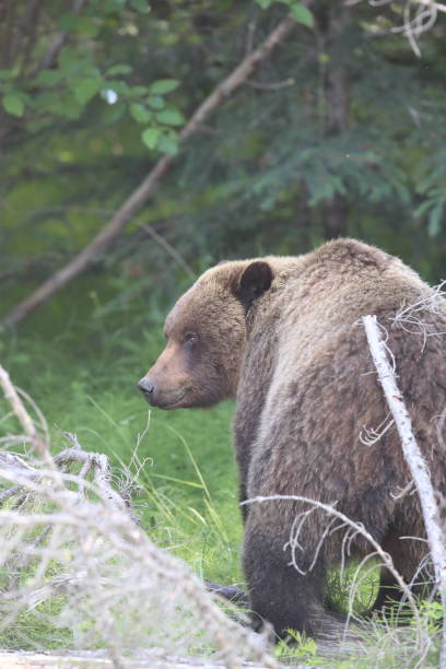 istock grizzly bear canadian rockies 1006459806