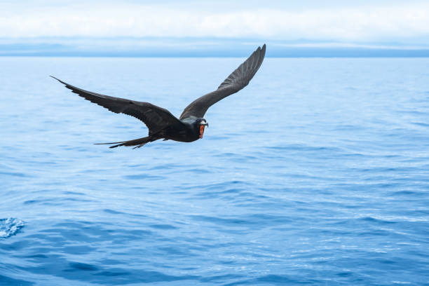 Great frigatebird (Fregata minor) at Galapagos islands A male great frigatebird (Fregata minor) flying over the Galapagos Islands in the Pacific Ocean. Wildlife shot. fregata minor stock pictures, royalty-free photos & images