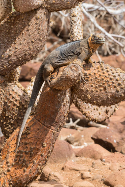 istock Galapagos land iguana at North Seymour Island 1006460122