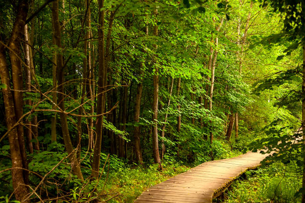 istock wooden bridge going into the green beautiful forest 1006460504