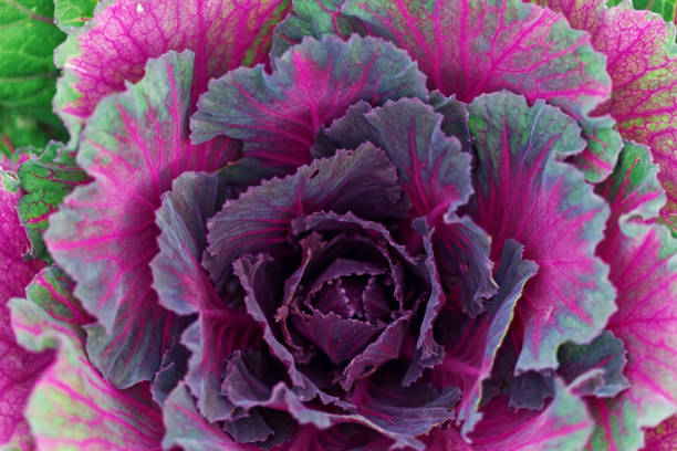 istock Close up view on purple cabbage growing in the garden 1006462576