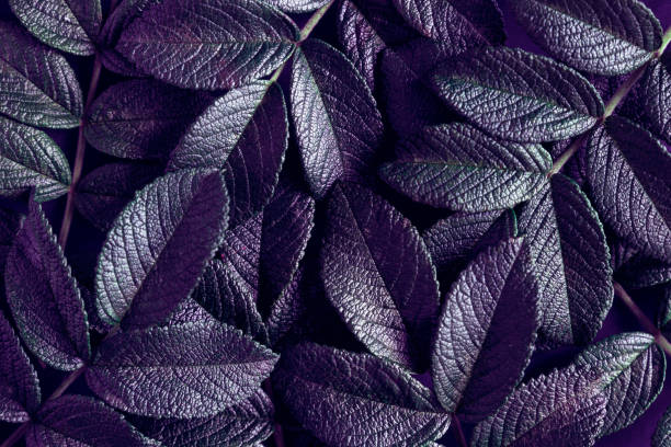 istock Creative layout purple leaves pattern, top view. Flat lay. Ultra violet colors. 1006462900