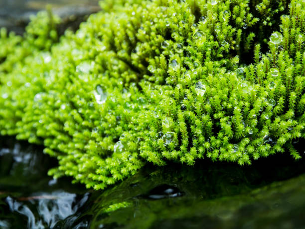 Close up green moss with drop of water.