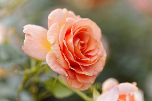 istock Pink roses flowers on bokeh backdrop. Floral background with soft selective focus. Vintage style tinted image 1006463010