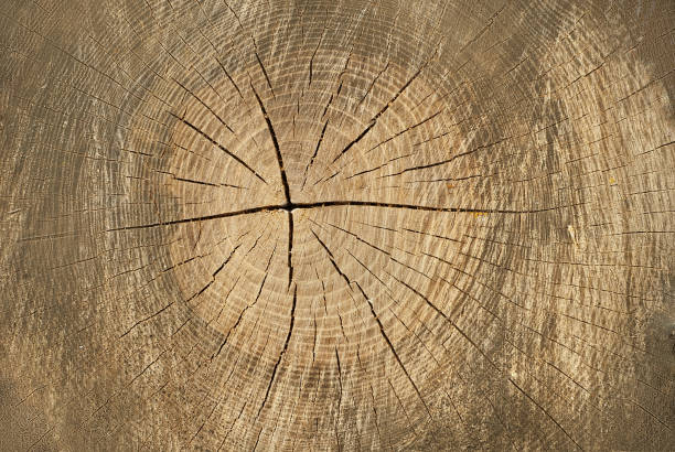 istock the texture of an old wooden board 1006463138