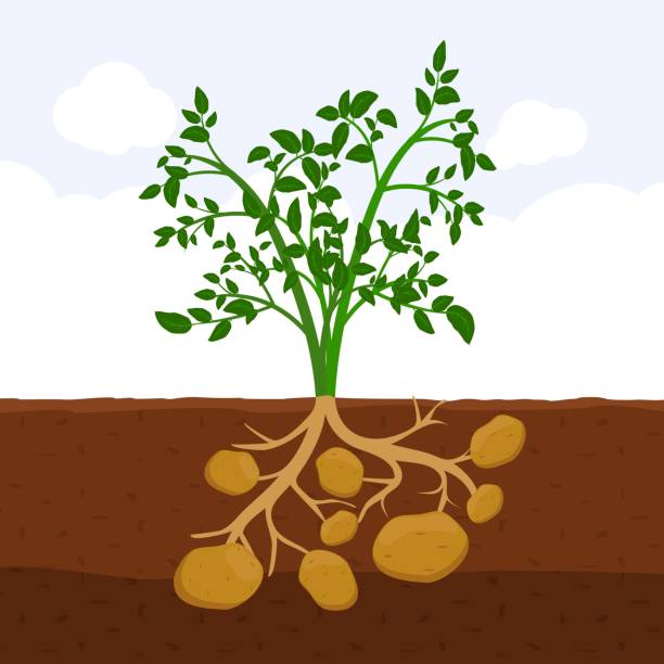 Potato with leaves and roots in soil, Fresh organic vegetable garden plant growing underground, Cartoon flat vector Potato with leaves and roots in soil, Fresh organic vegetable garden plant growing underground, Cartoon flat vector illustration. plant root growth cultivated stock illustrations