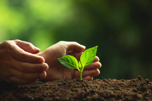 istock Plant a tree Natural tree Green backgroun seedlings in nature 1006463560