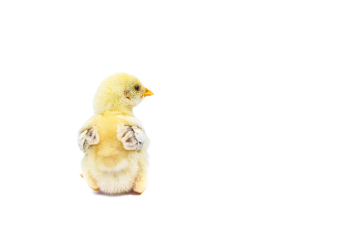 Back view. Adorable baby chick sitting in the studio with copy space for adding your design or your text. Isolated on white background.