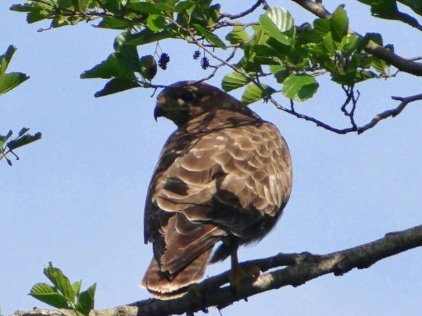 istock Majestic bird of prey 1006466294