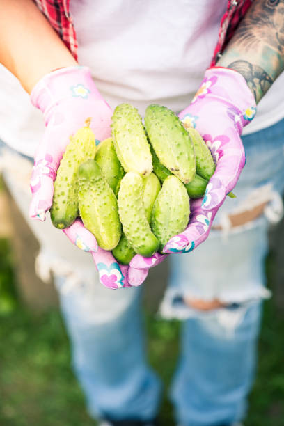 Farmer holding in hands harvest of cucumbers