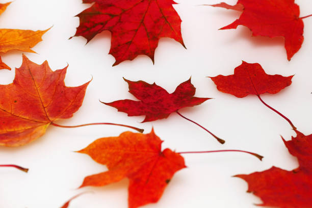 istock Autumn maple leaves on a white background 1006478004