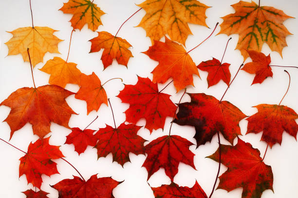 istock Autumn maple leaves on a white background 1006478060