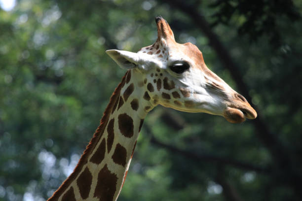 Giraffe Necklace Stock Photos, Pictures & Royalty-Free Images - iStock