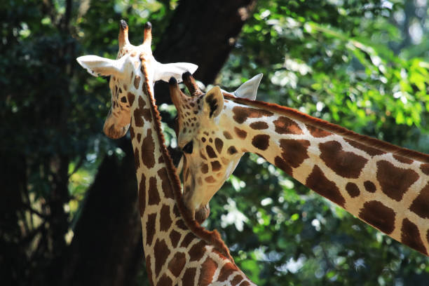Giraffe Necklace Stock Photos, Pictures & Royalty-Free Images - iStock