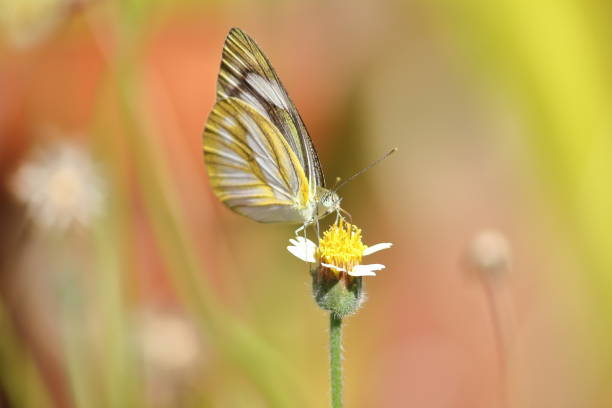 istock close up beautiful butterfly in fresh nature 1006480692
