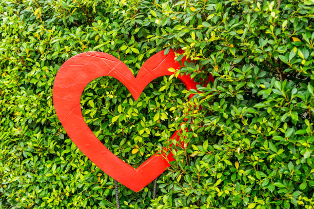 istock Red Heart shaped  in the bush of tree 1006481014