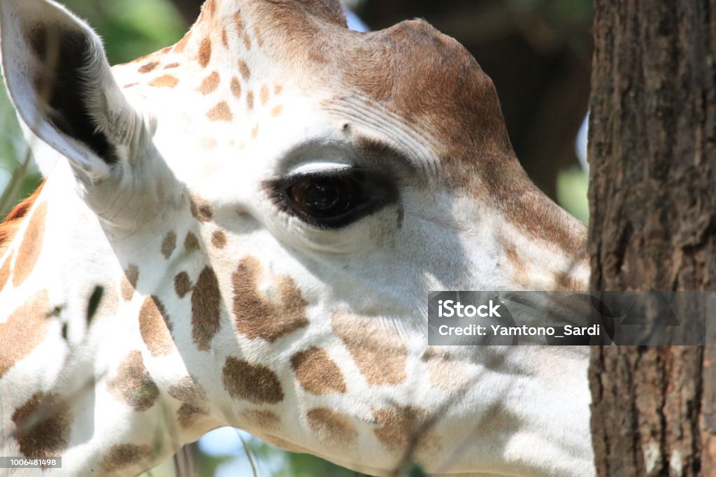 Giraffe Stock Photo - Download Image Now - Animal, Animal Body Part