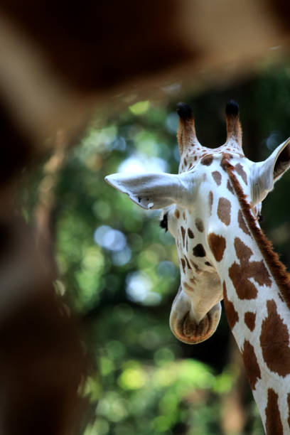 200+ Giraffe Necklace Stock Photos, Pictures & Royalty-Free Images - iStock