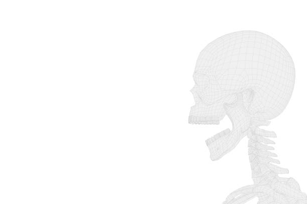 Head skull of man with open mouth by surprise in light gray wireframe on white background. 3D reconstruction of a skull with 3D model polygons defined only by the wireframe boundary. Side view