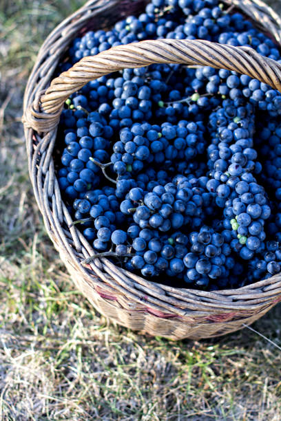 istock Dark grapes in a basket. Grape harvesting. 1006488906