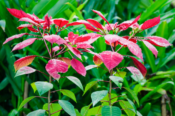 istock Wet Poinsettia 1006488946