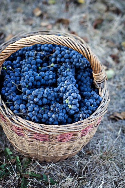 istock Dark grapes in a basket. Grape harvesting. 1006488978