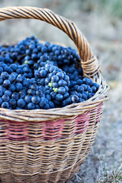 istock Dark grapes in a basket. Grape harvesting. 1006489038